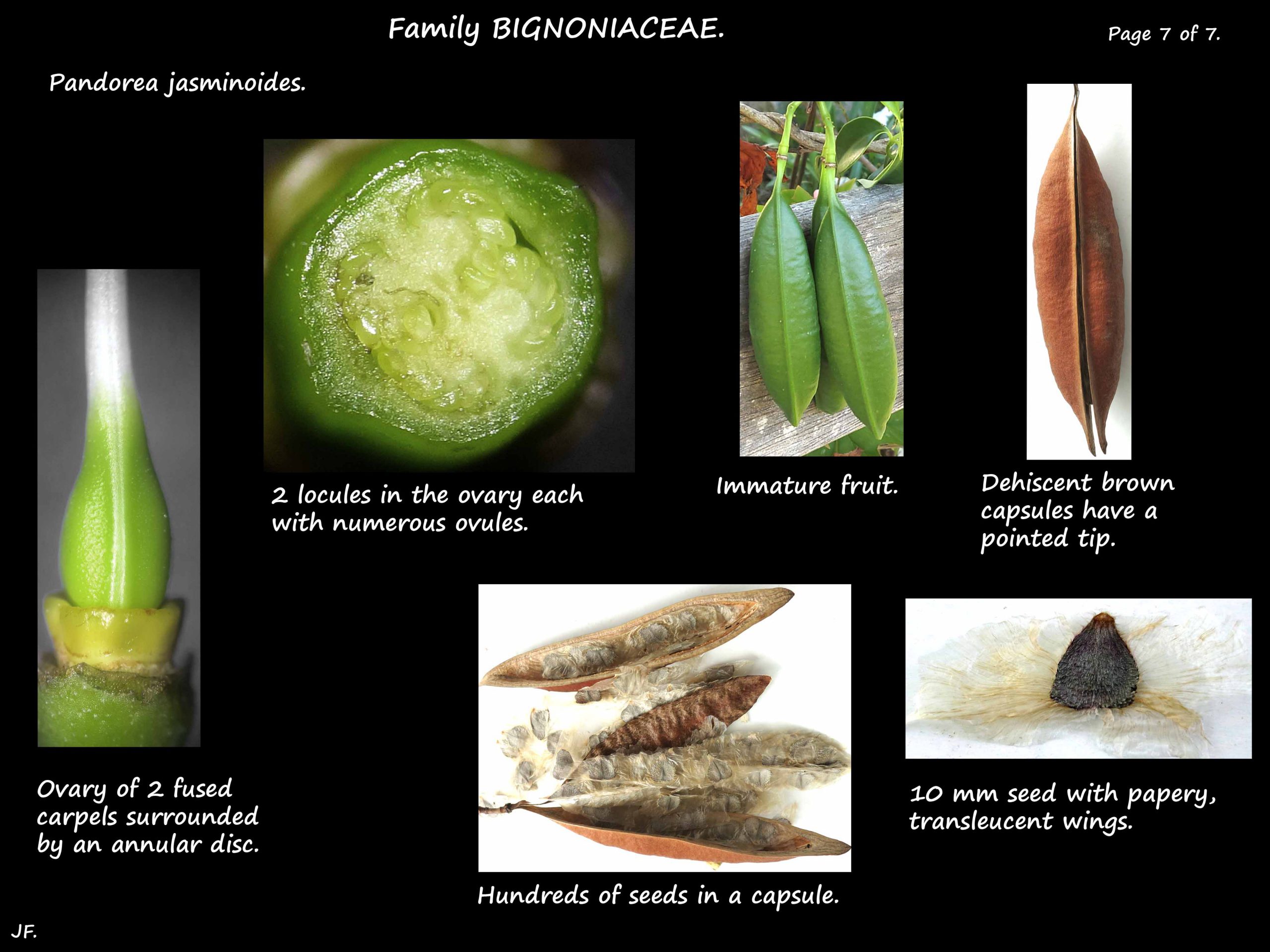 7 Pandorea fruit & seeds